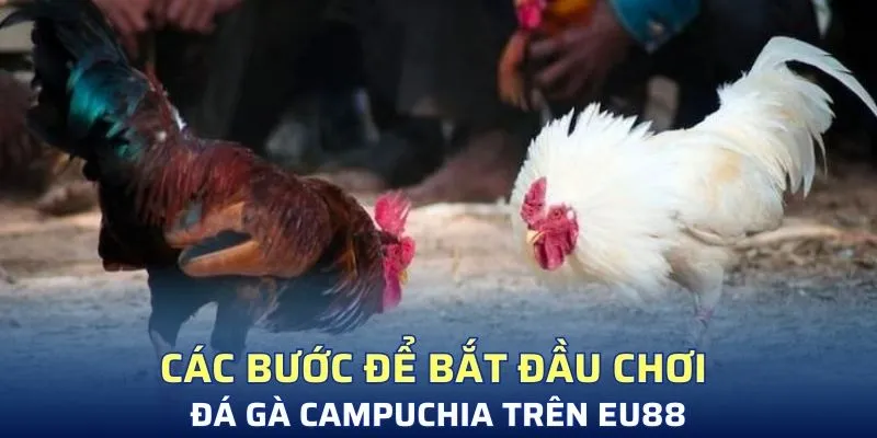 Các bước để bắt đầu chơi đá gà Campuchia trên SV88