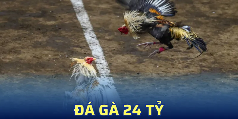 Đá Gà 24 Tỷ – Trận Gà Tiền Tỷ Kịch Tính, Đỉnh Cao Chưa Từng Có