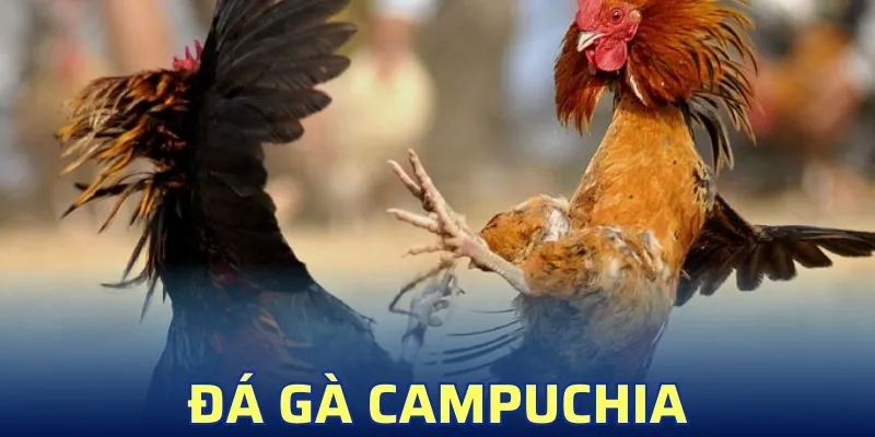 Đá Gà Campuchia – Bỏ Túi Kinh Nghiệm Đỉnh Cao Trong 2 Phút