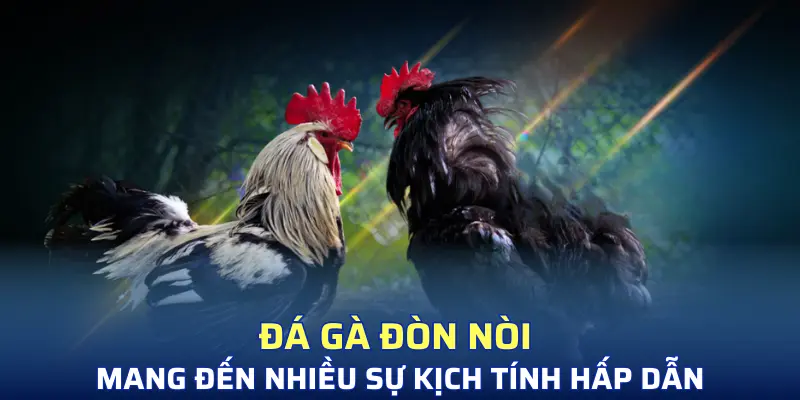 Đá gà đòn nòi mang đến nhiều sự kịch tính hấp dẫn