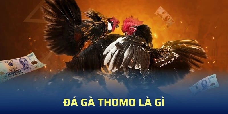 Tìm hiểu sơ lược về sảnh chọi chiến kê thomo