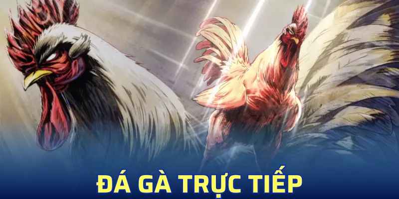 Đá Gà Trực Tiếp SV88 – Mỗi Ngày Đều Là Trận Đấu Kịch Tính