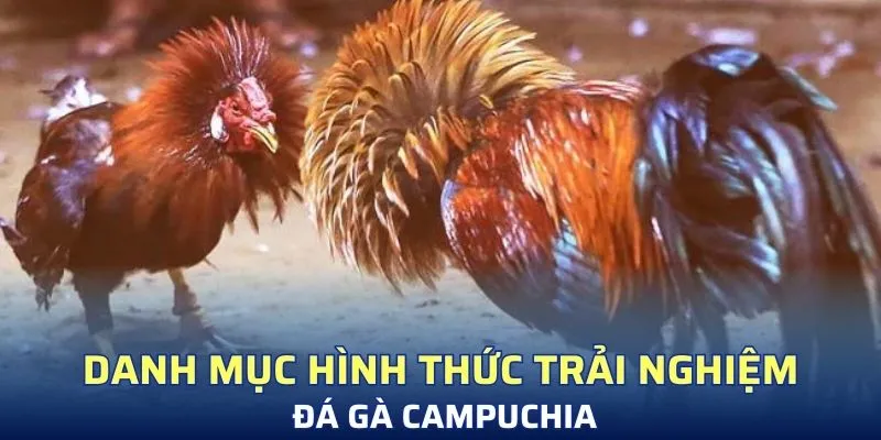 Danh mục hình thức trải nghiệm đá gà Campuchia