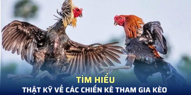 Đọc thật kỹ các thông tin về chiến kê