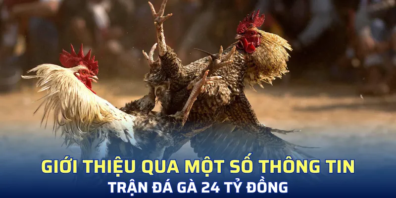 Giới thiệu qua một số thông tin cơ bản về trận đá gà 24 tỷ đồng