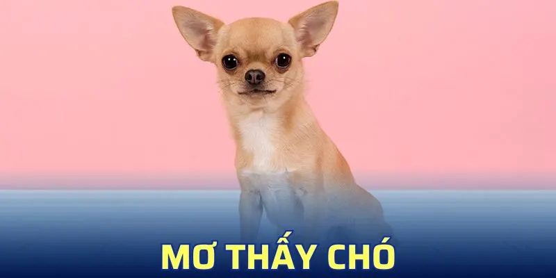 Mơ Thấy Chó Đánh Con Gì? Bật Mí Giải Mã Giấc Mơ Chuẩn Xác