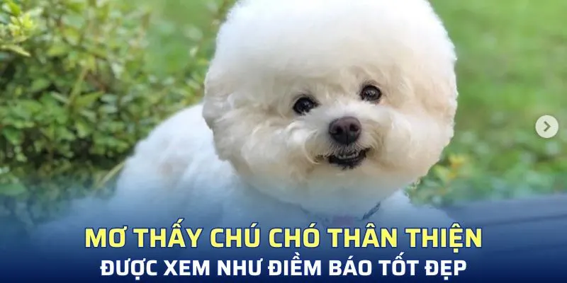 Mơ thấy chú chó thân thiện được xem như điềm báo tốt đẹp