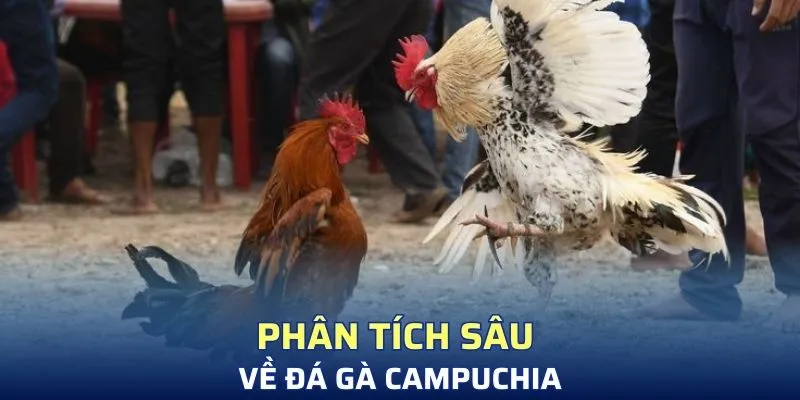 Phân tích chuyên sâu về đá gà Campuchia