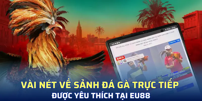 Vài nét về sảnh đá gà trực tiếp được yêu thích tại SV88